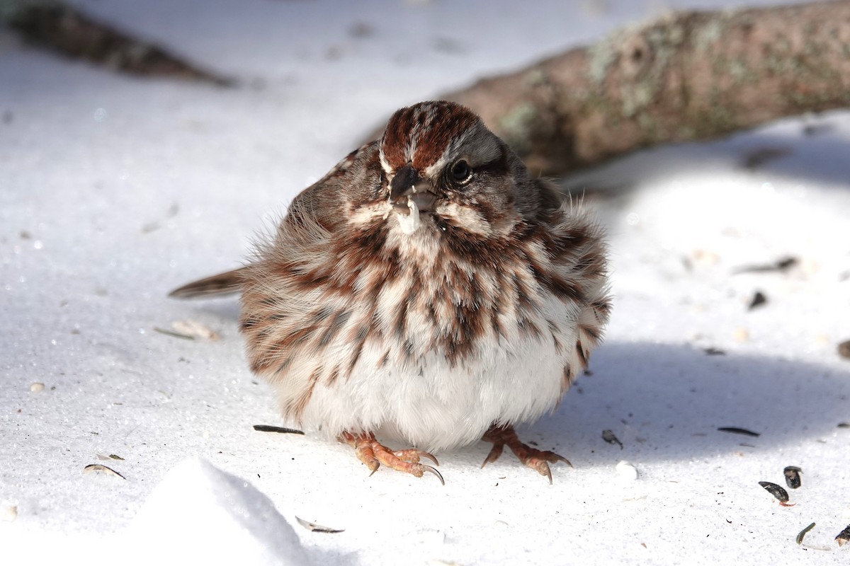 Chingolo Cantor - ML650158285