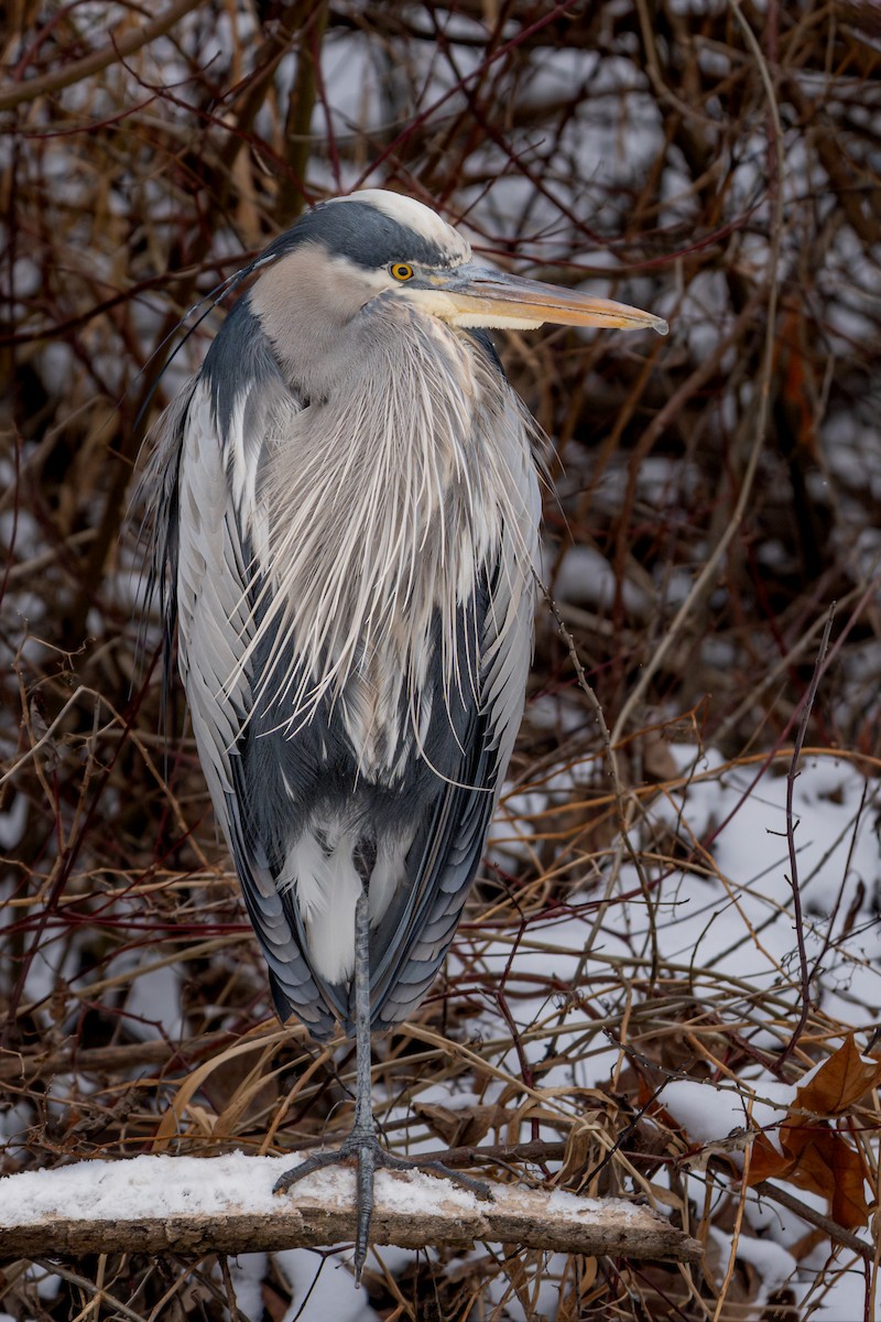 Great Blue Heron - ML650158341