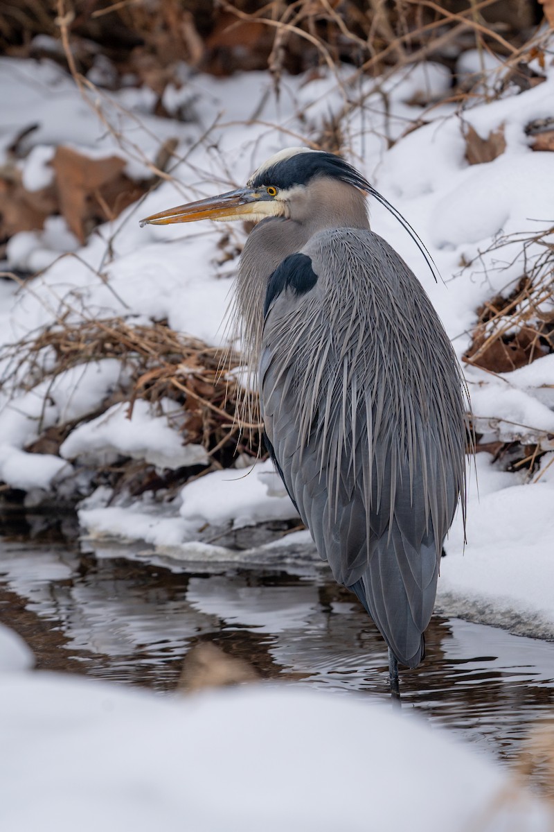 Great Blue Heron - ML650158569
