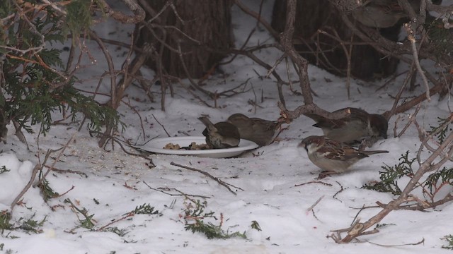 European Robin - ML650158731