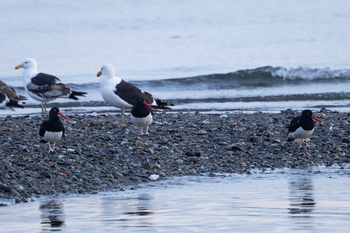 Magellanausternfischer - ML650159120