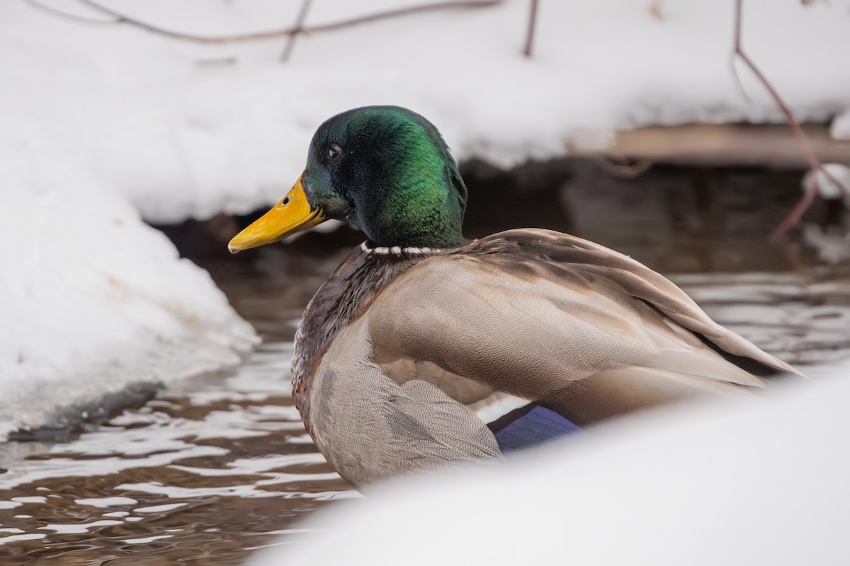 綠頭鴨 - ML650159355