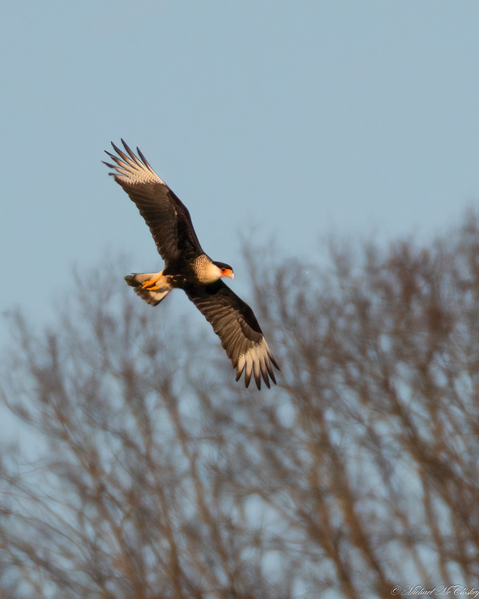 Crested Caracara (Northern) - ML650159481