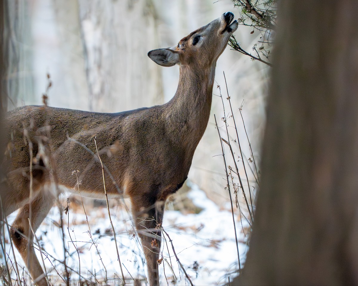 白尾鹿 - ML650159714