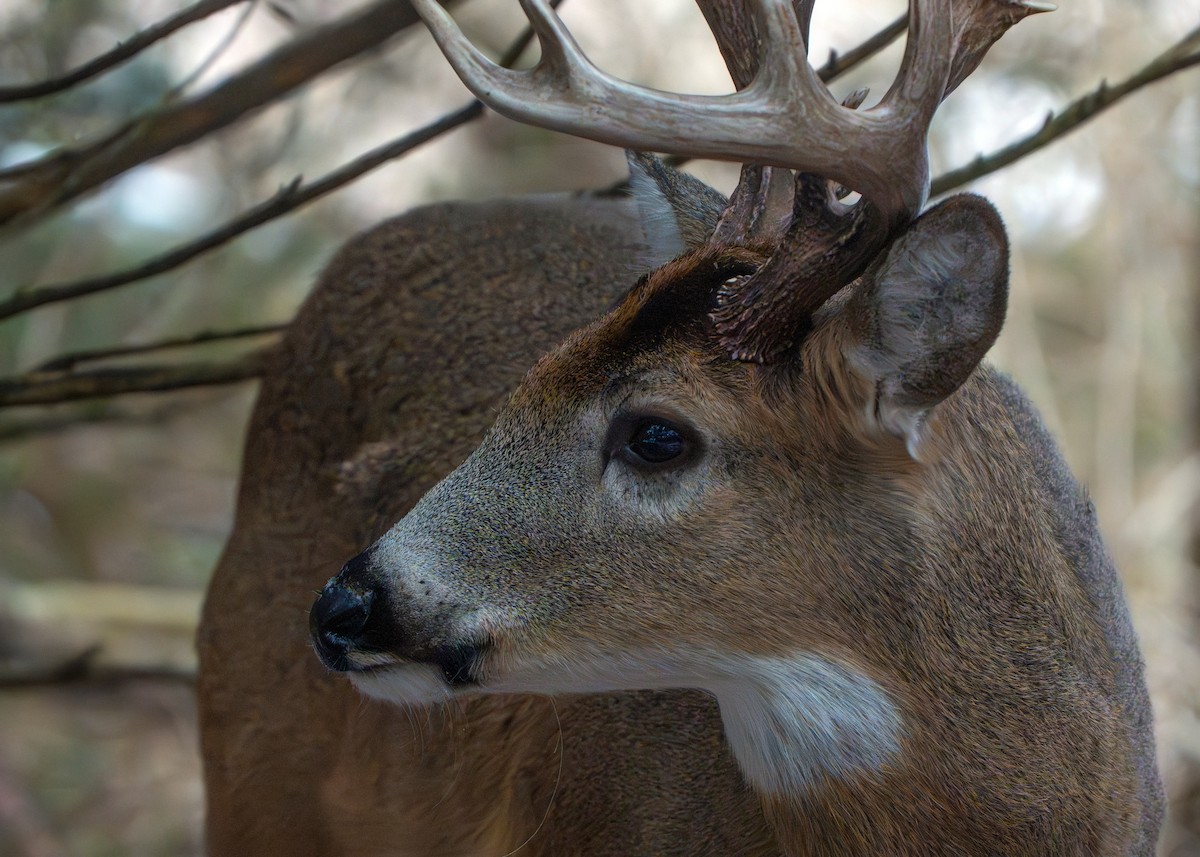 白尾鹿 - ML650160064