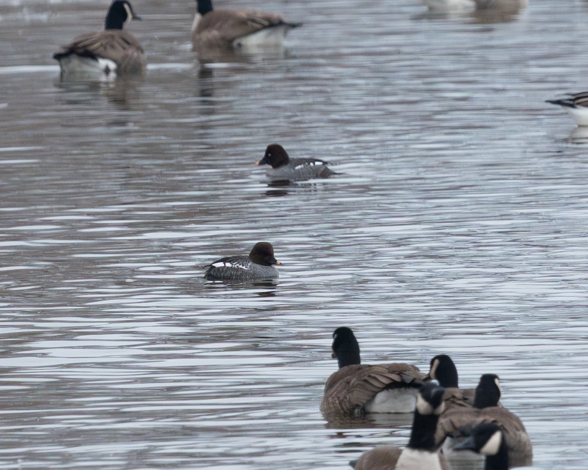 Common Goldeneye - ML650160132