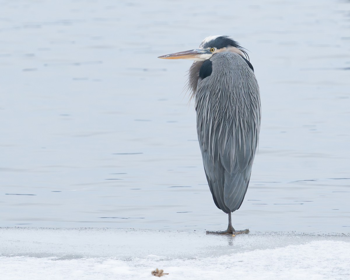 Great Blue Heron - ML650160148
