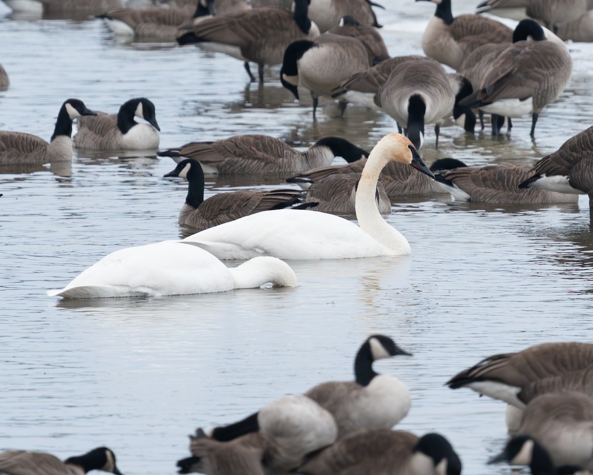 Trumpeter Swan - ML650160168