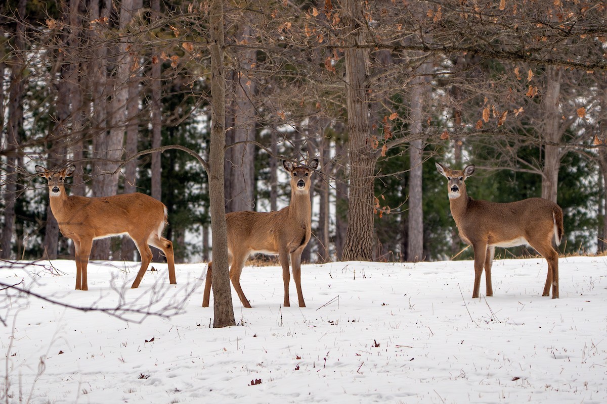 白尾鹿 - ML650160533