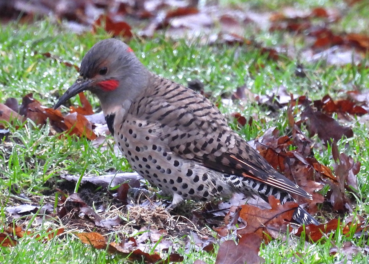 Northern Flicker (Yellow-shafted x Red-shafted) - ML650160864
