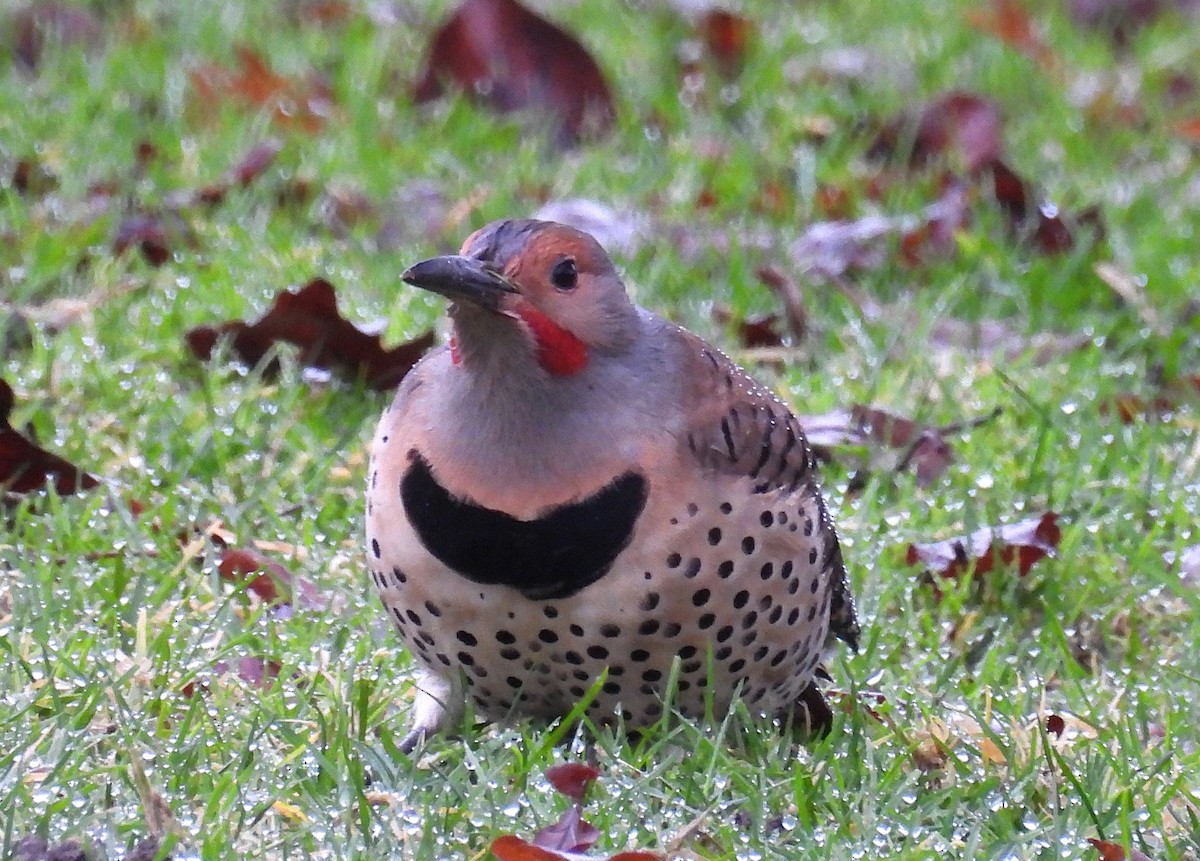 Northern Flicker (Yellow-shafted x Red-shafted) - ML650160865