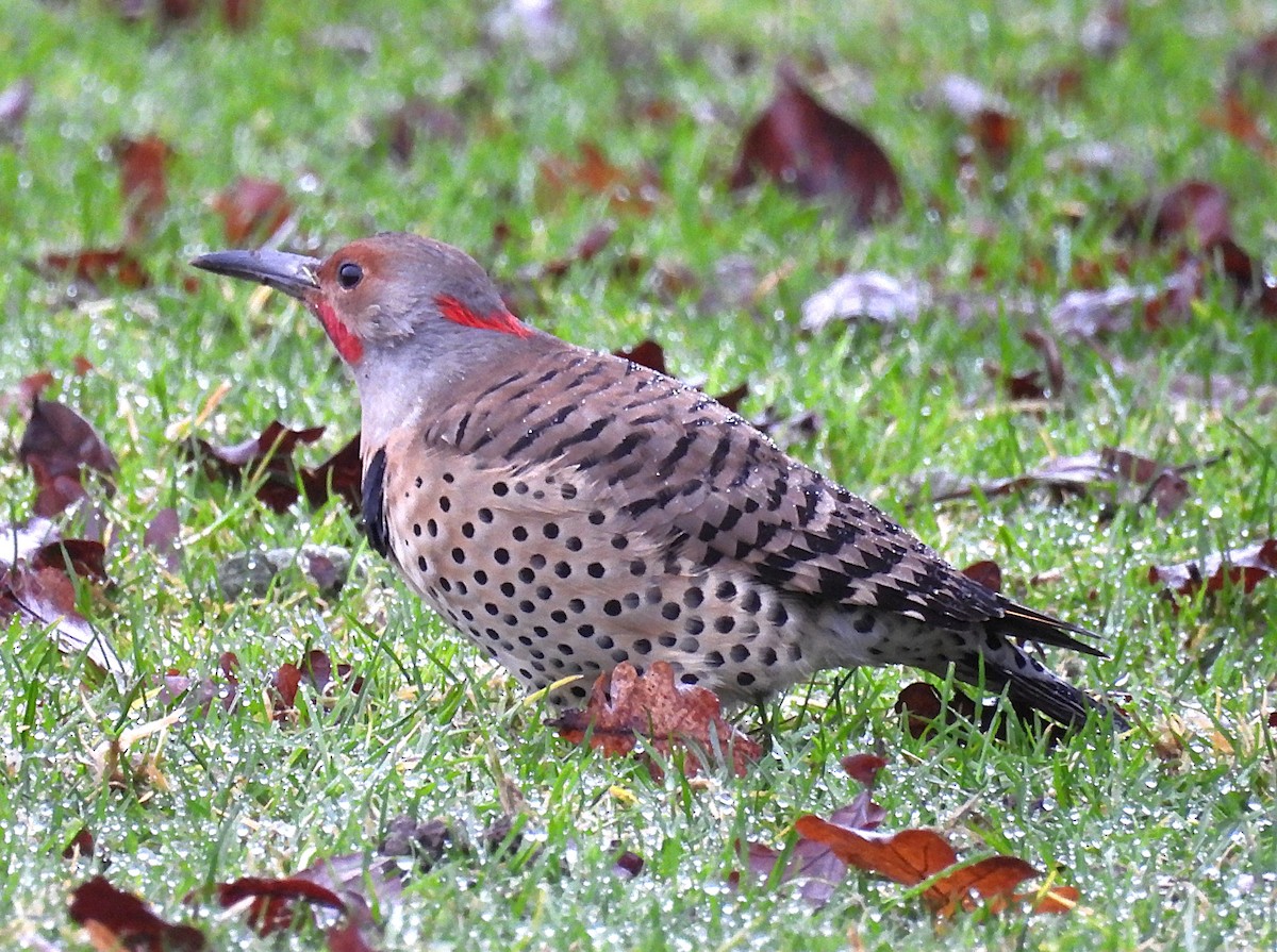 Northern Flicker (Yellow-shafted x Red-shafted) - ML650160866