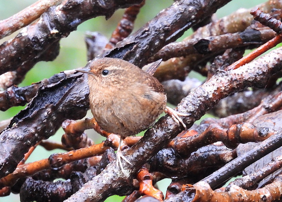 Pacific Wren - ML650160878