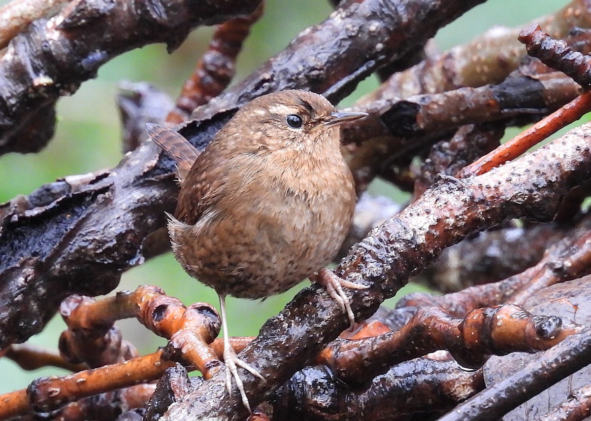 Pacific Wren - ML650160879