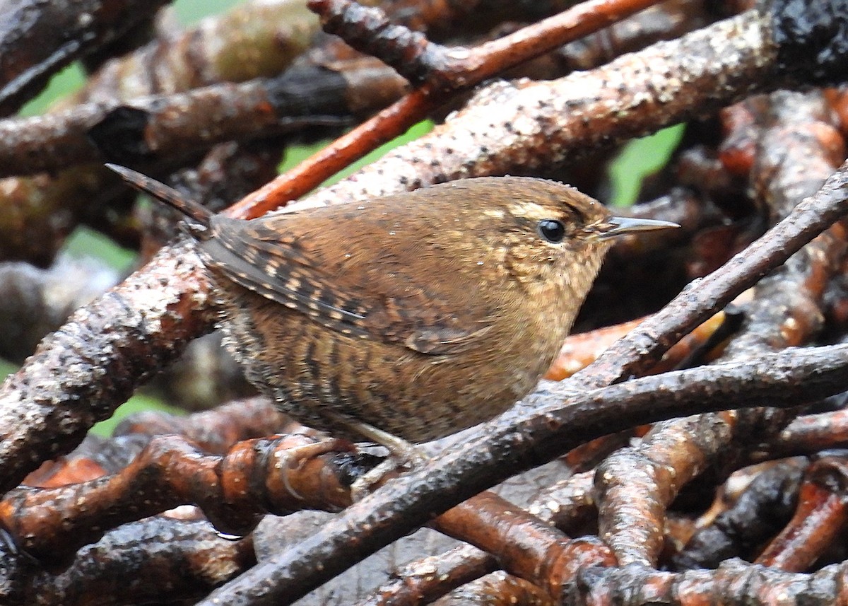 Pacific Wren - ML650160880