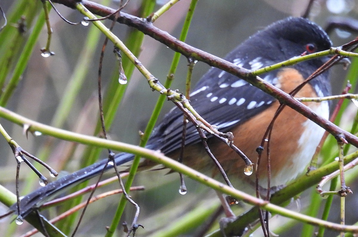 Spotted Towhee (maculatus Group) - ML650160886
