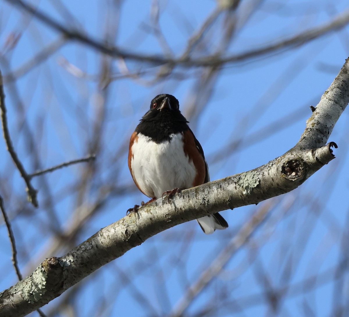 Eastern Towhee - ML650161417