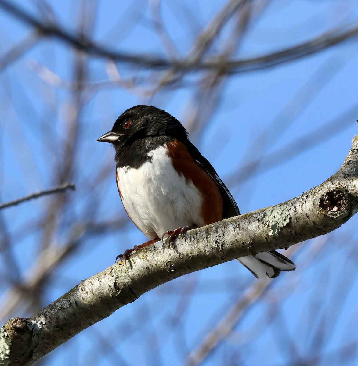 Eastern Towhee - ML650161426