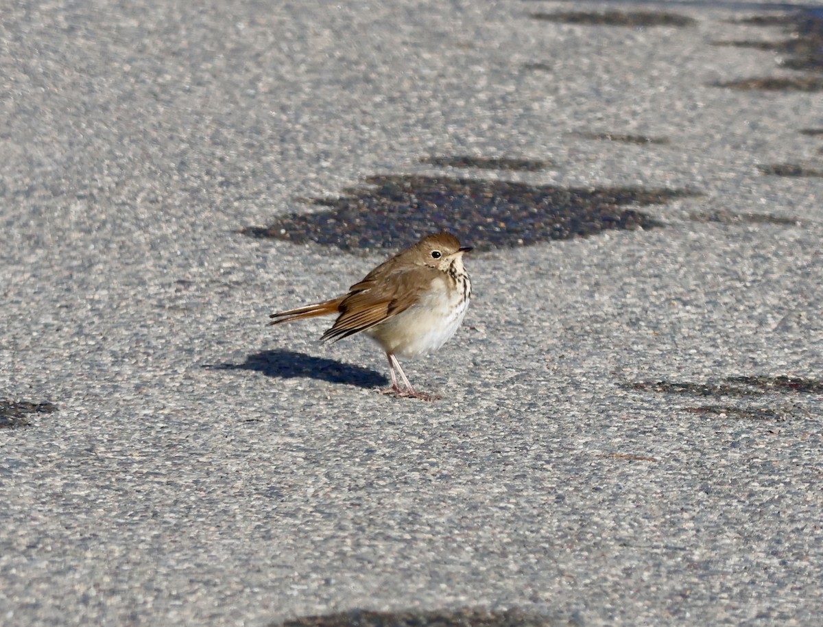 Hermit Thrush - ML650161432