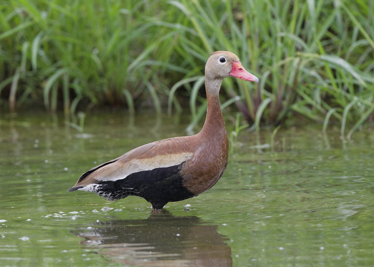 Black-bellied Whistling-Duck - ML650161522