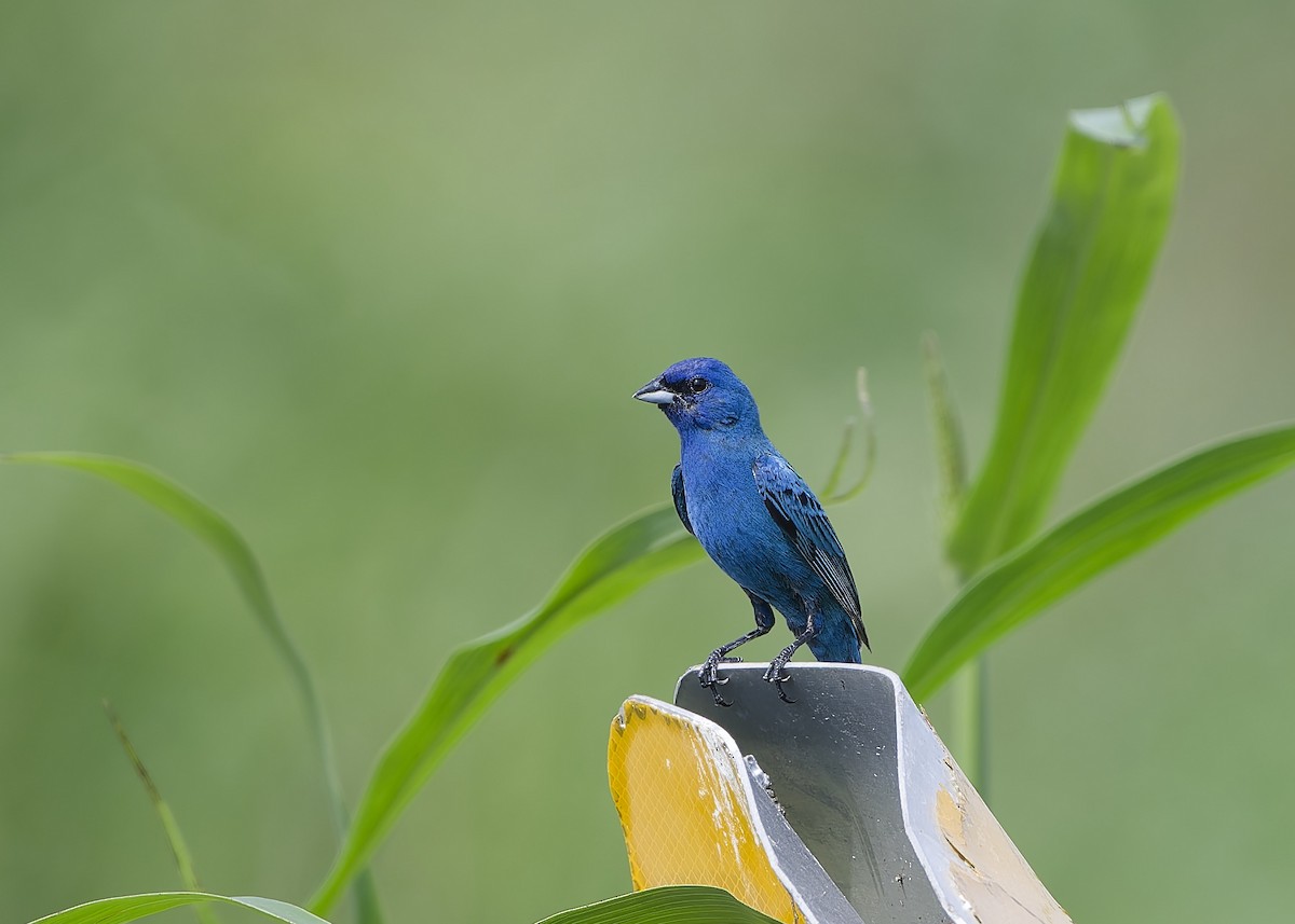 Indigo Bunting - ML650161531