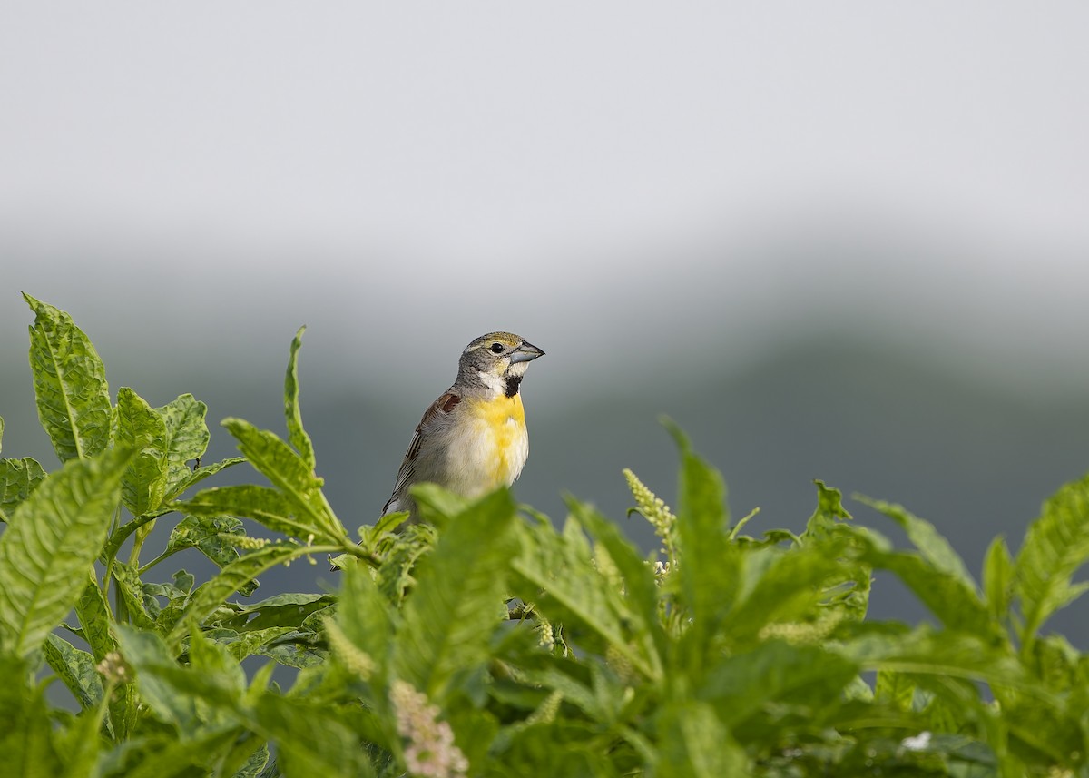 Dickcissel - ML650161534