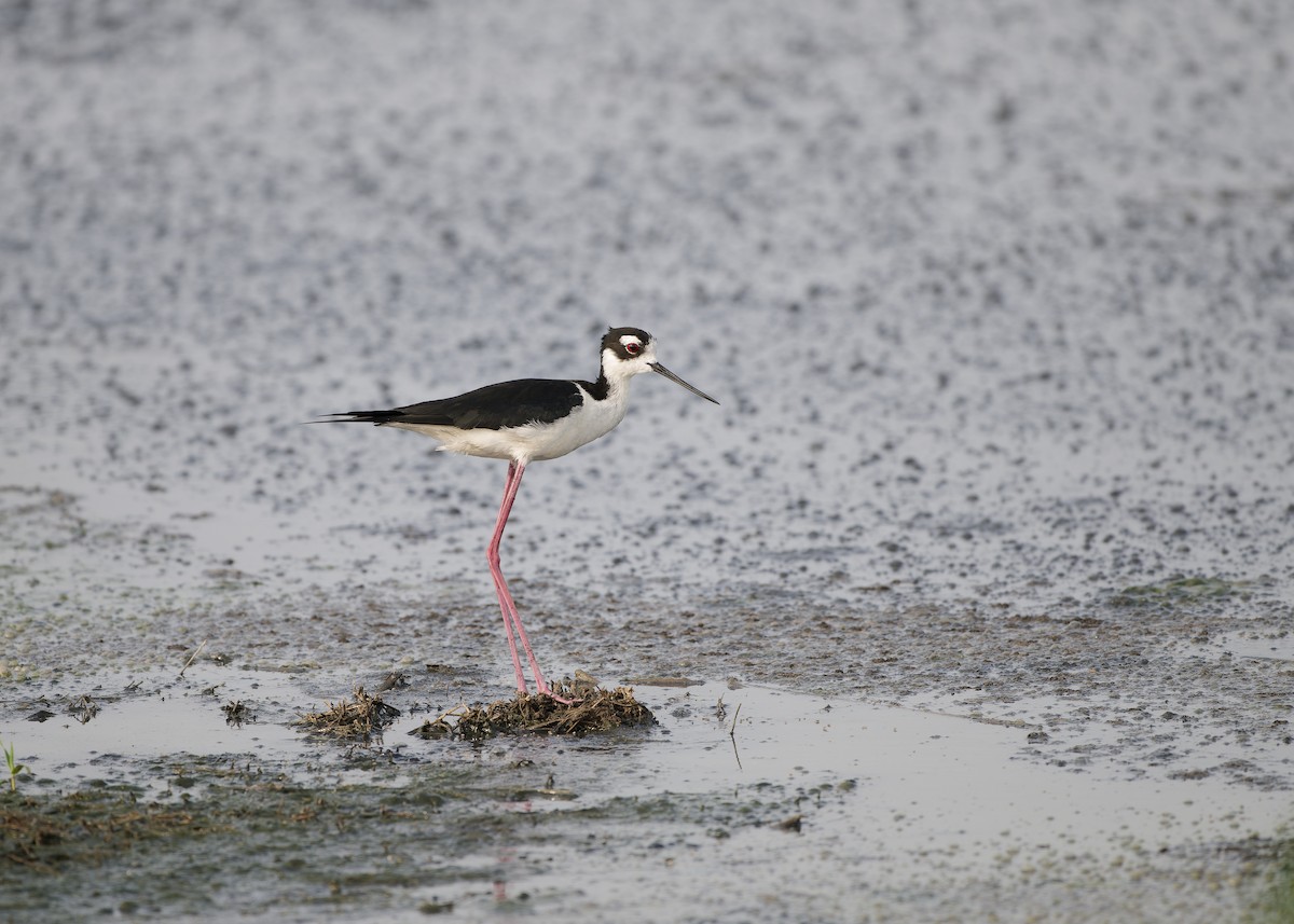 Black-necked Stilt - ML650161541