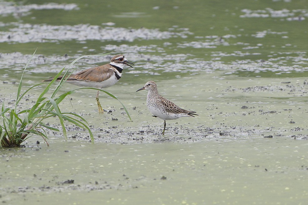 White-rumped Sandpiper - ML650161749