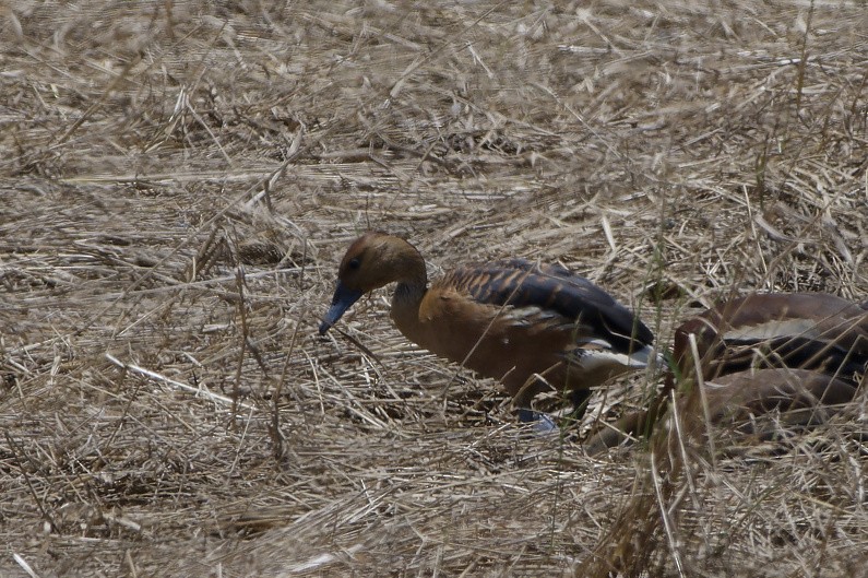 Fulvous Whistling-Duck - ML650161891