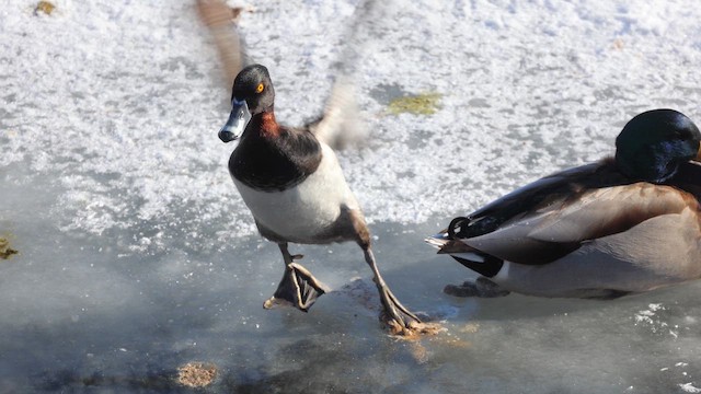 Ring-necked Duck - ML650162141