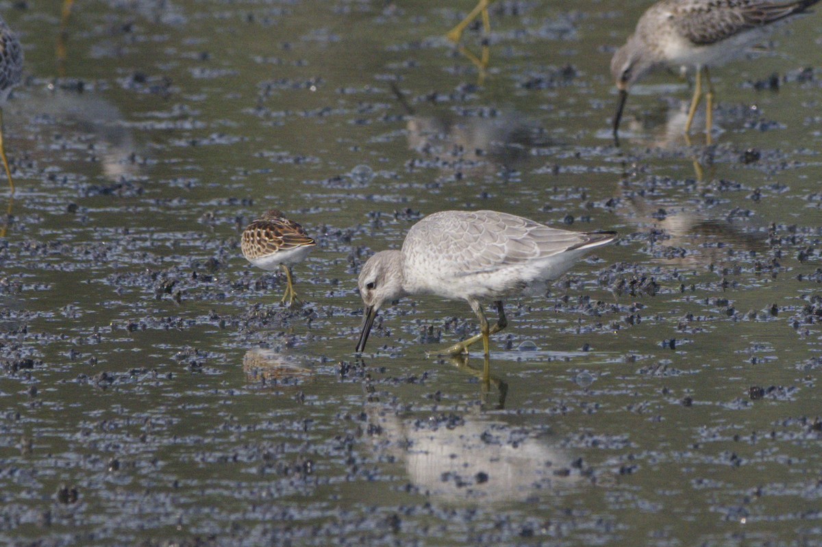 Red Knot - ML650162469