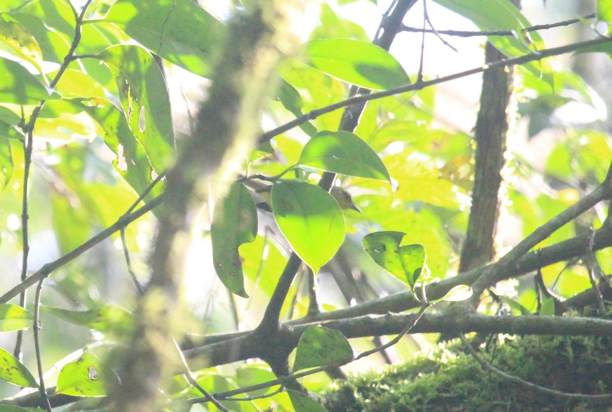 Cuzco Warbler - ML650163734