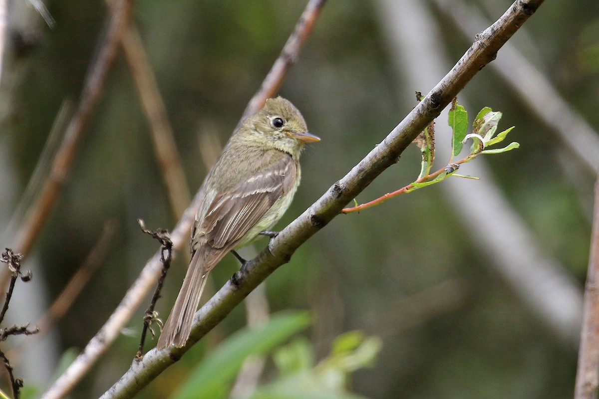 Western Flycatcher (Pacific-slope) - ML65016401