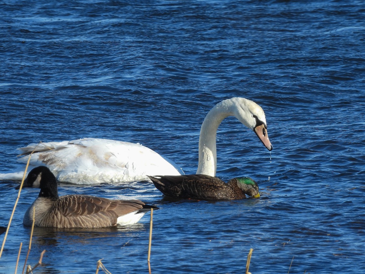 Mute Swan - ML650164432