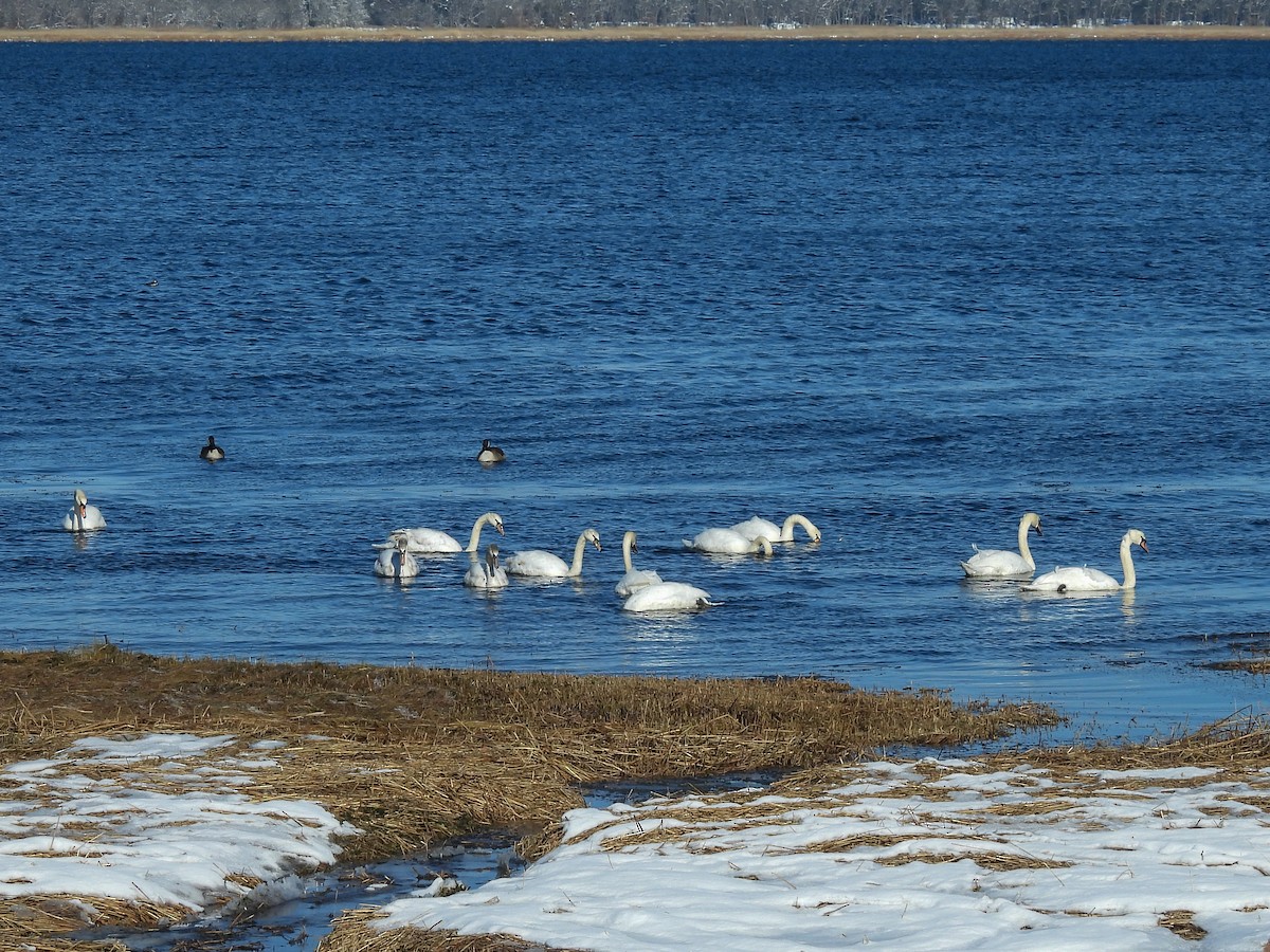 Mute Swan - ML650164444