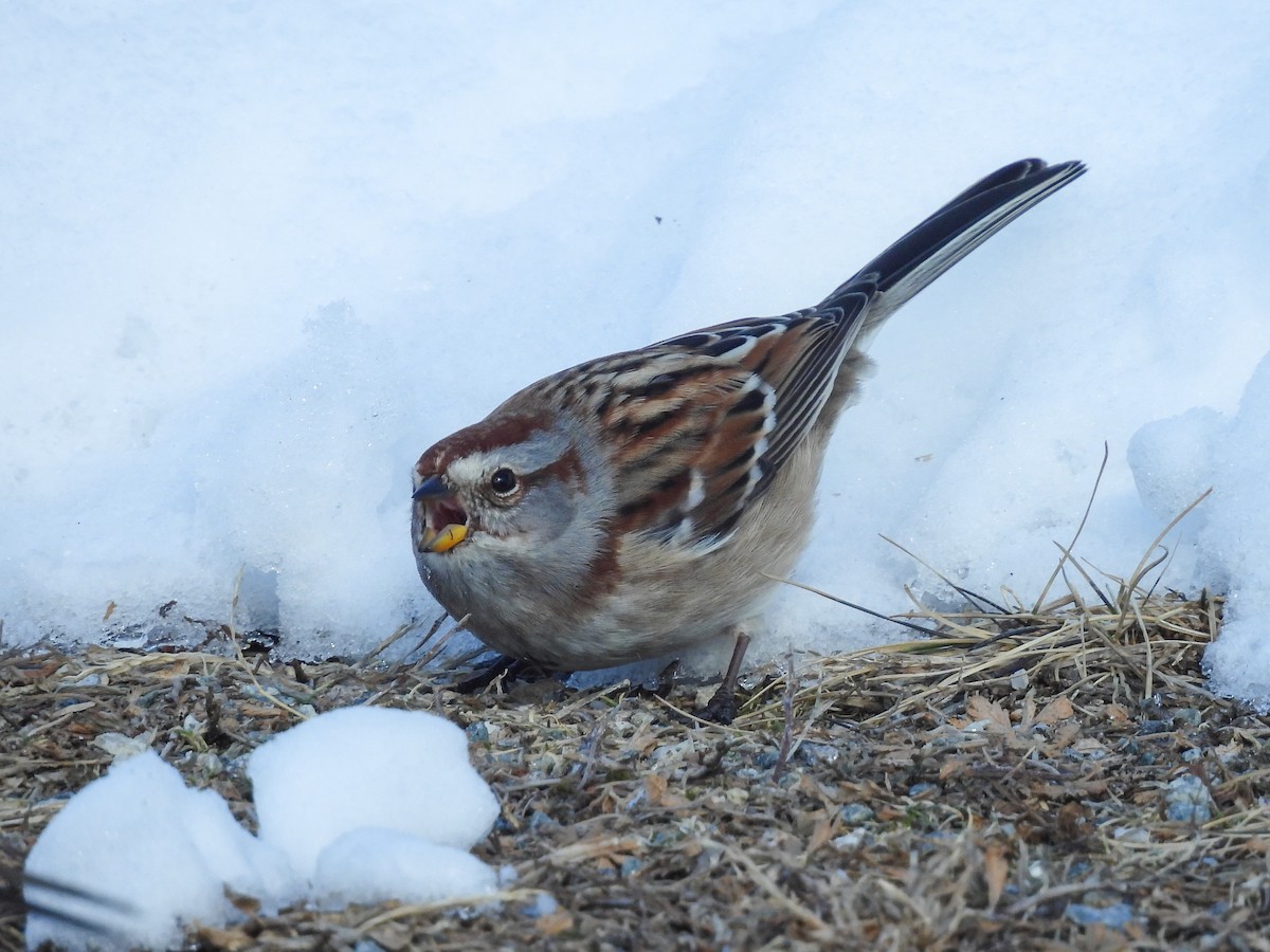 American Tree Sparrow - ML650164479