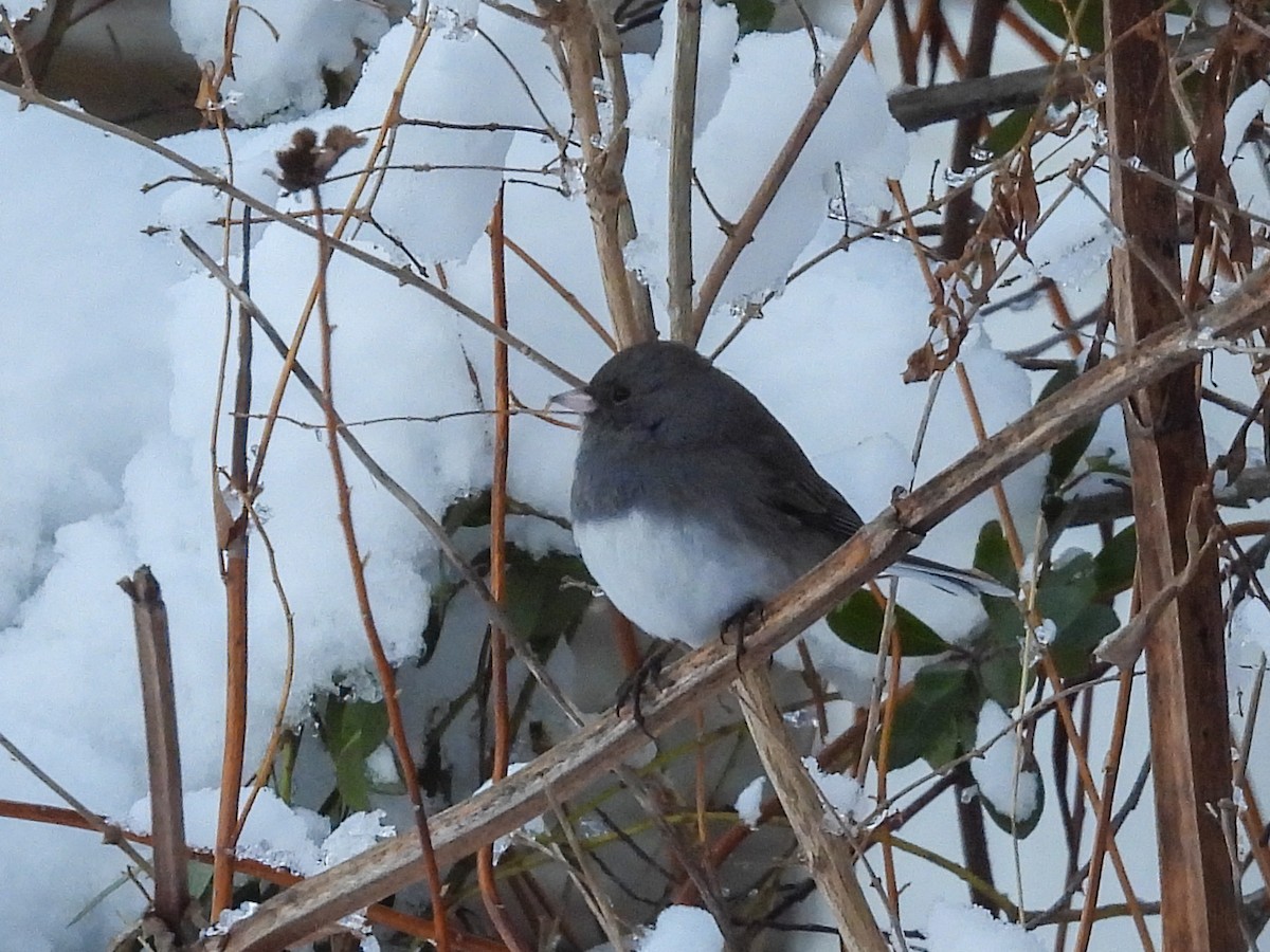 Dark-eyed Junco - ML650164483