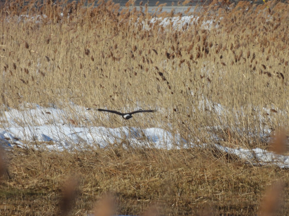 Northern Harrier - ML650164543