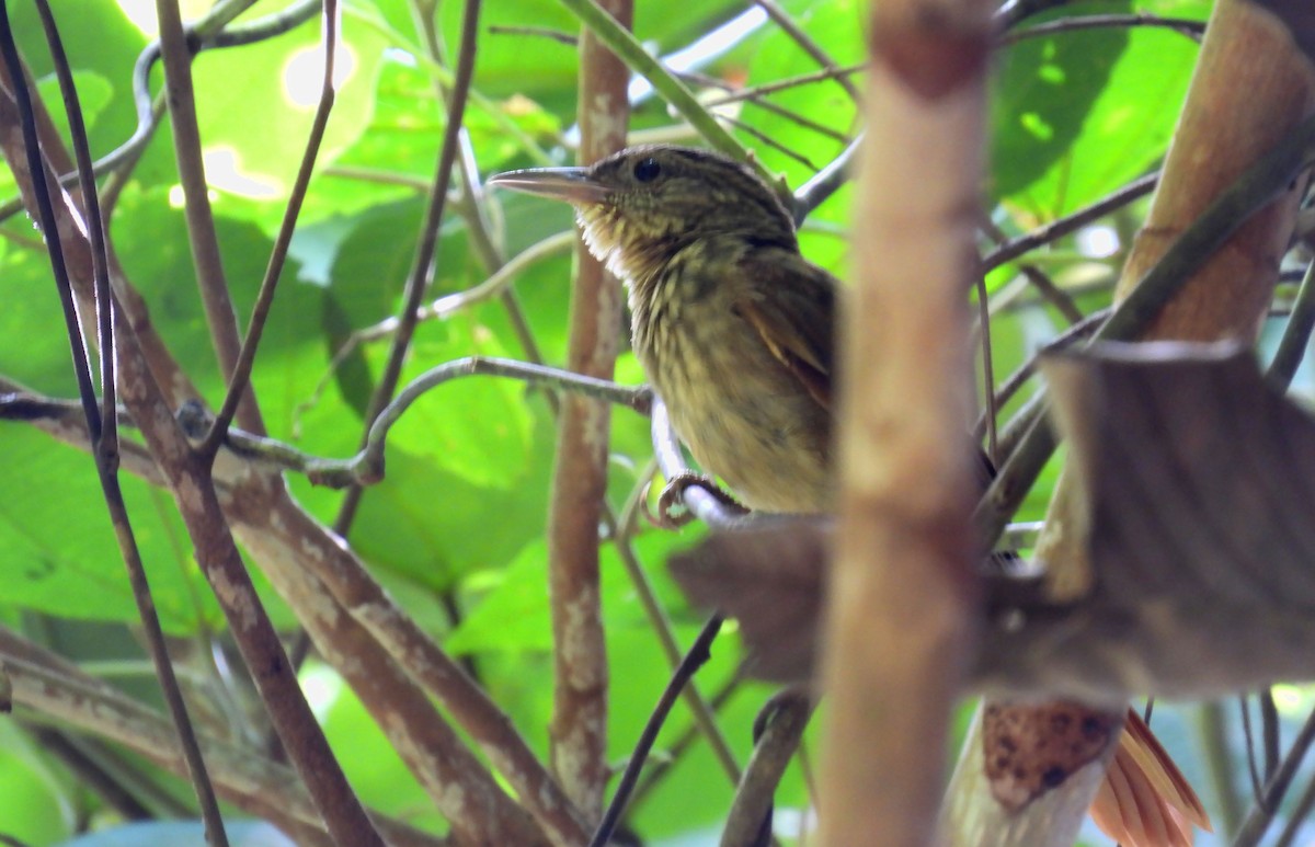 Eastern Woodhaunter - ML650164562