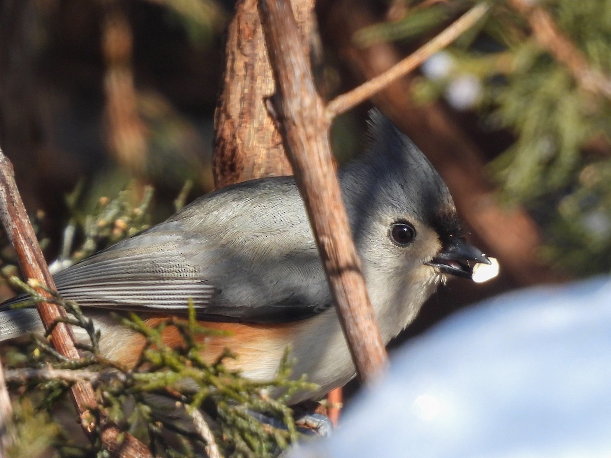 Tufted Titmouse - ML650164571
