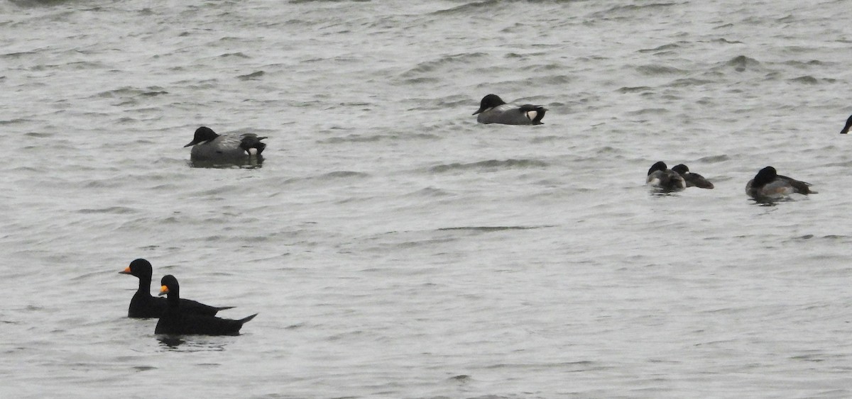 Black Scoter - ML650164820