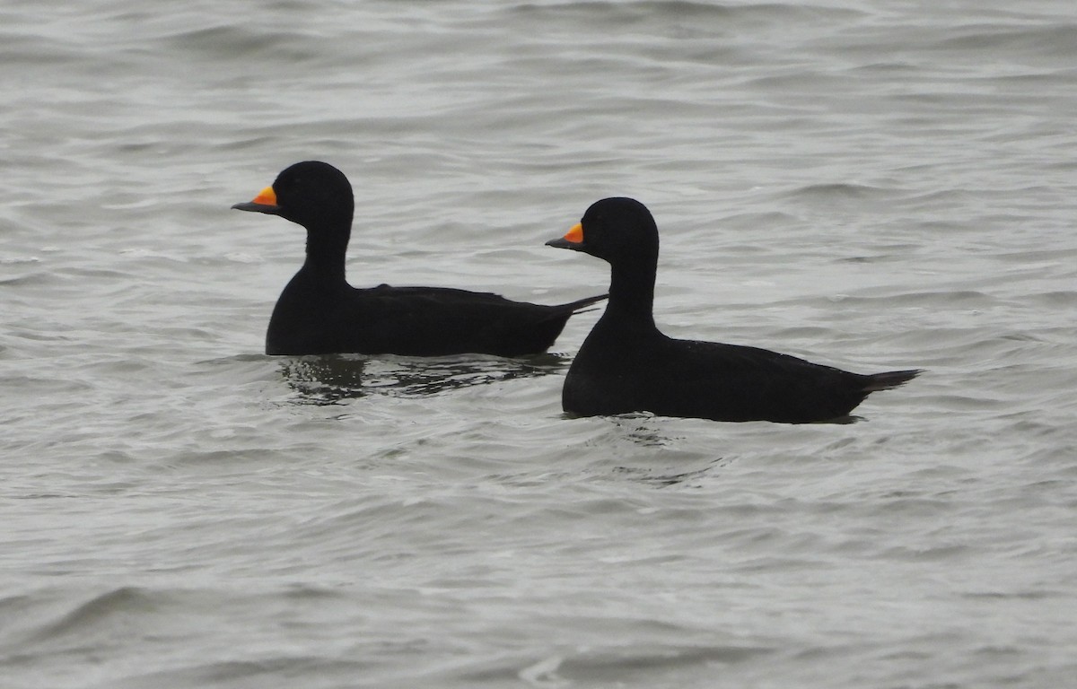 Black Scoter - ML650164822