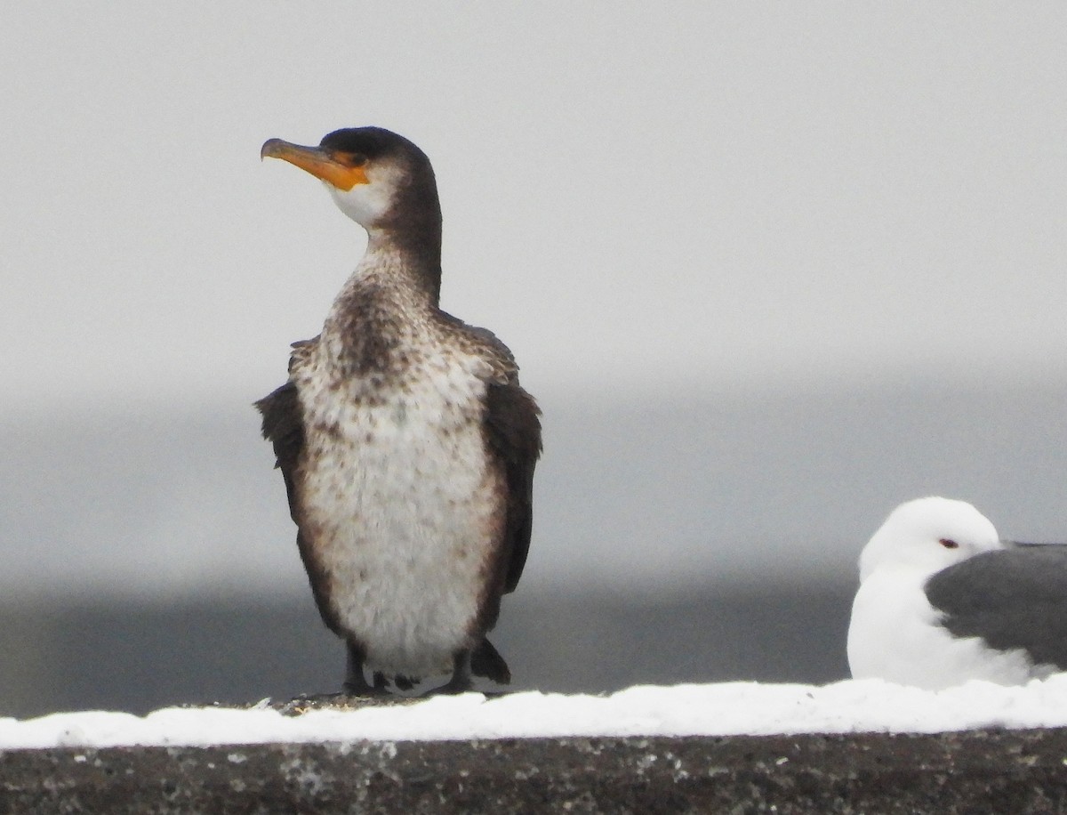 Japanese Cormorant - ML650165455