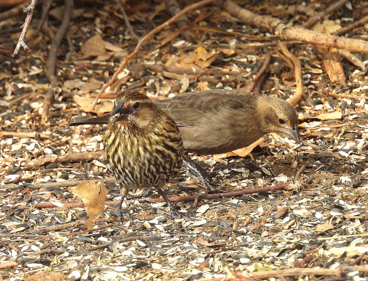 Brown-headed Cowbird - ML650165830