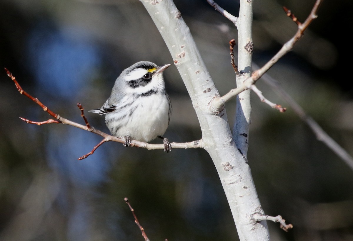 Black-throated Gray Warbler - ML650166201