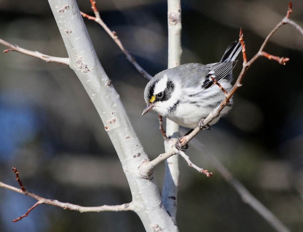 Black-throated Gray Warbler - ML650166218