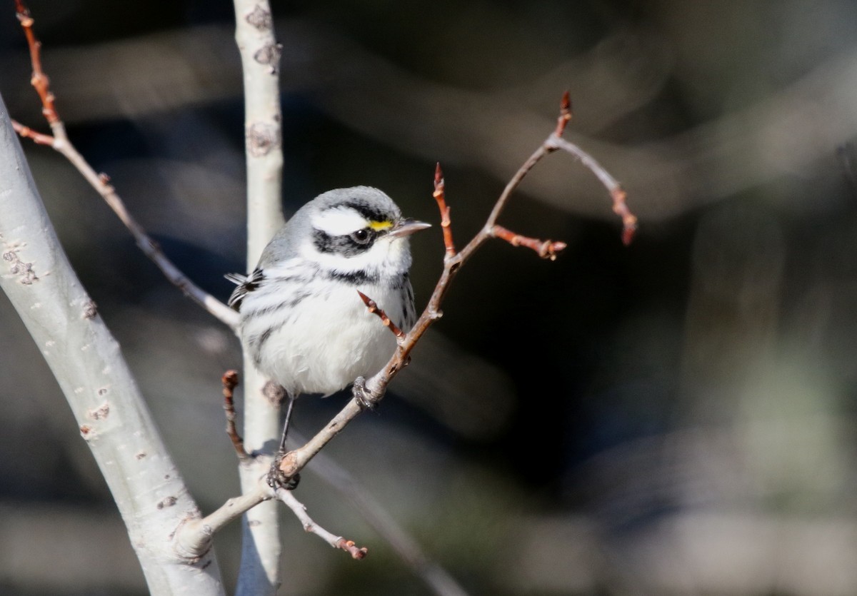 Black-throated Gray Warbler - ML650166229