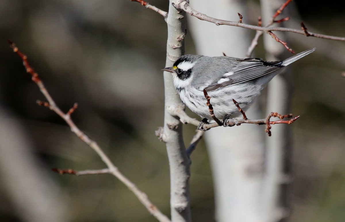 Black-throated Gray Warbler - ML650166243