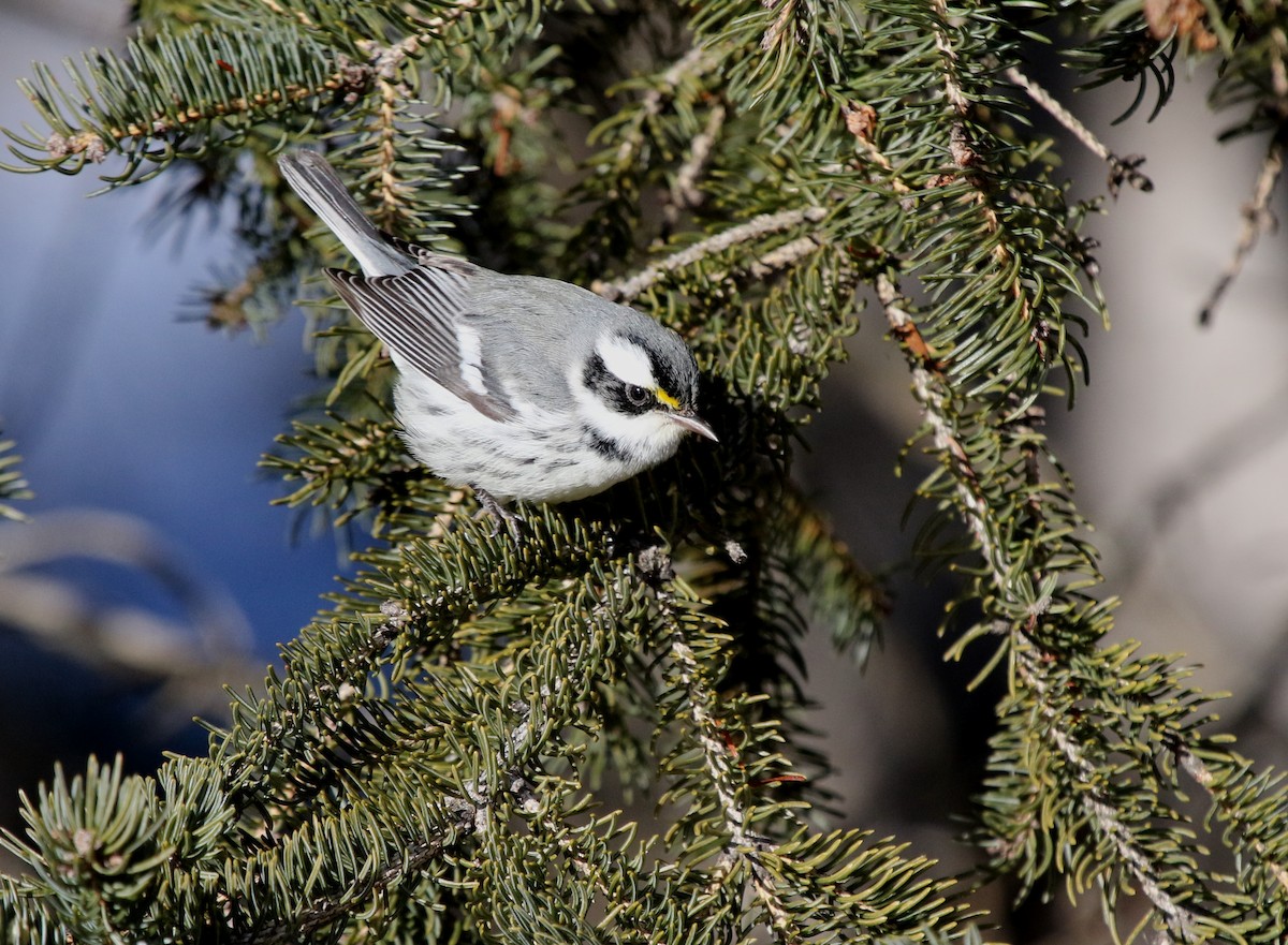 Black-throated Gray Warbler - ML650166256
