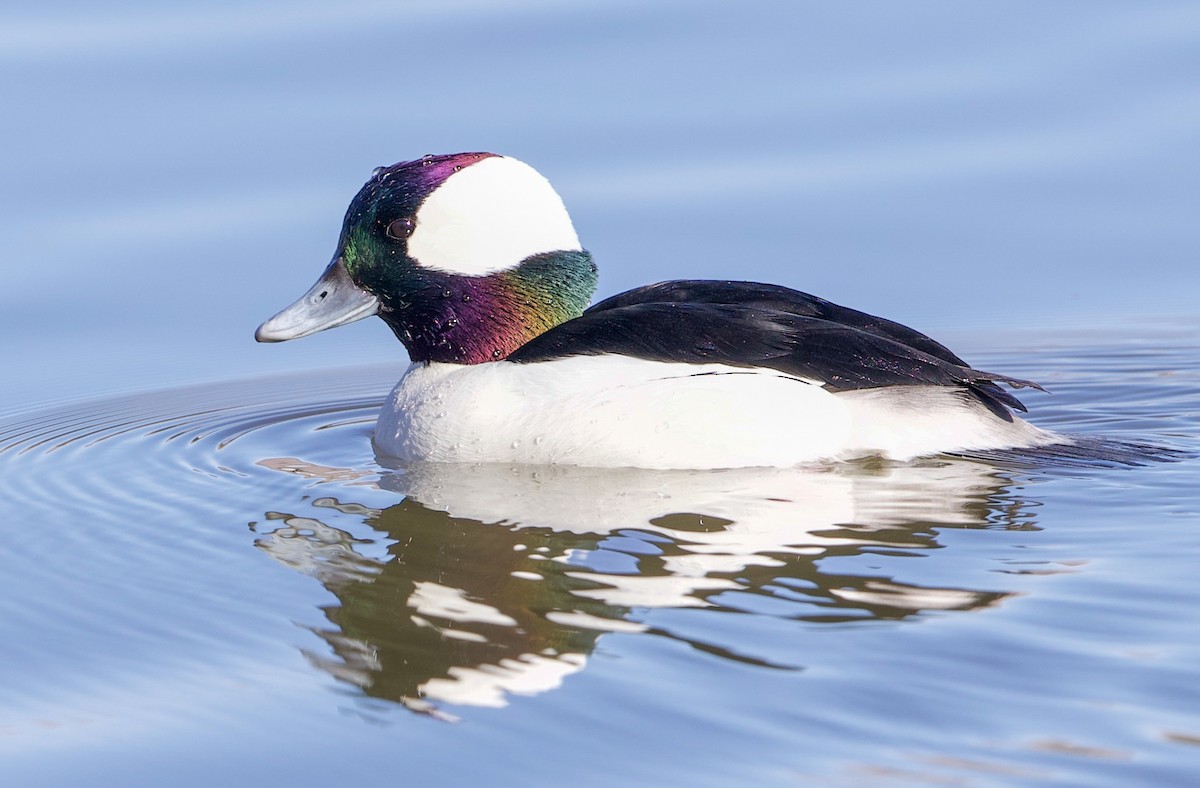 Bufflehead - ML650166451